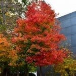 Fall Fiesta Sugar Maple Tree - Fast Growing Trees & Shrubs