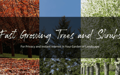 Fast Growing Trees and Shrubs for Your Garden