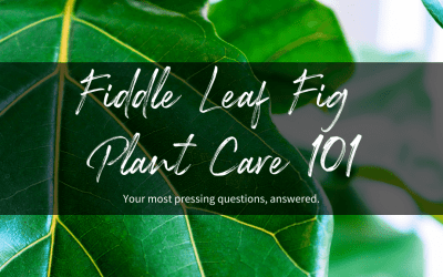 Fiddle Leaf Fig Plant Care 101