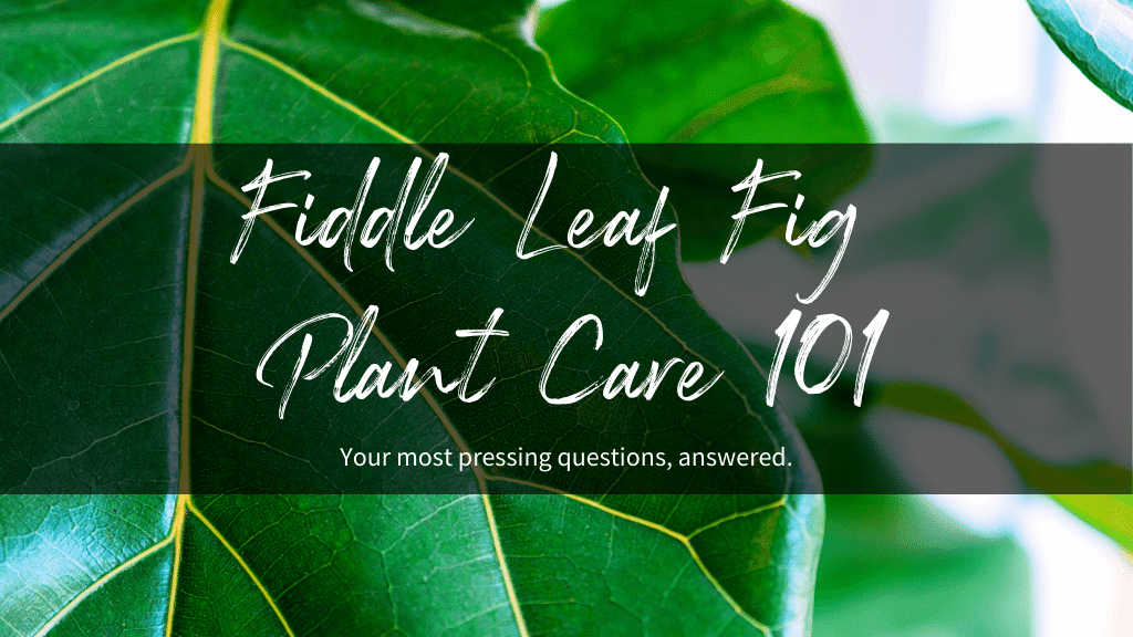 Fiddle Leaf Fig Plant Care 101