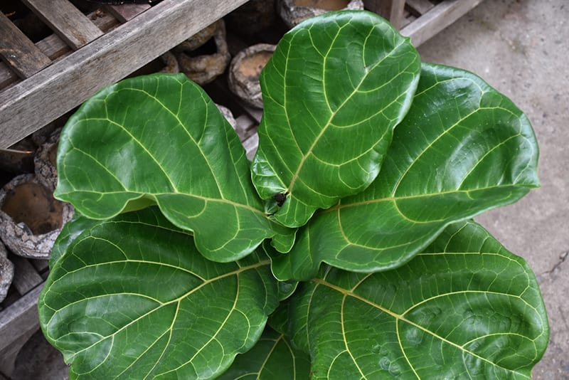 An Image of Fiddle Leaf Fig Leaves from the Top