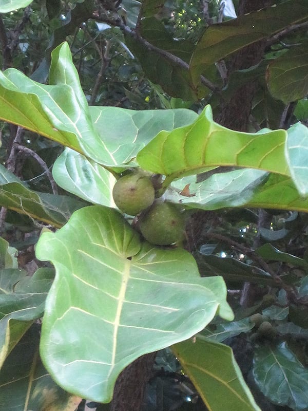 An image of Fiddle Leaf Fig Fruit