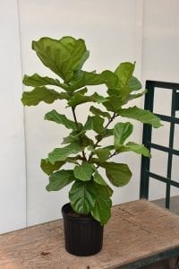 Fiddle Leaf Fig Plant Image