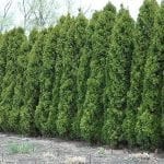 Hetz Wintergreen Arborvitae - Fast Growing Trees & Shrubs