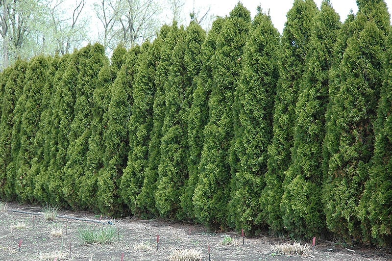 Hetz Wintergreen Arborvitae - A Fast Growing Tree