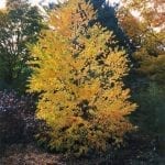 Katsura Tree in Fall - Fast Growing Trees & Shrubs