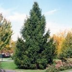 Norway Spruce Tree - Fast Growing Trees & Shrubs