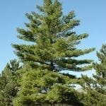 White Pine Tree - Fast Growing Trees and Shrubs