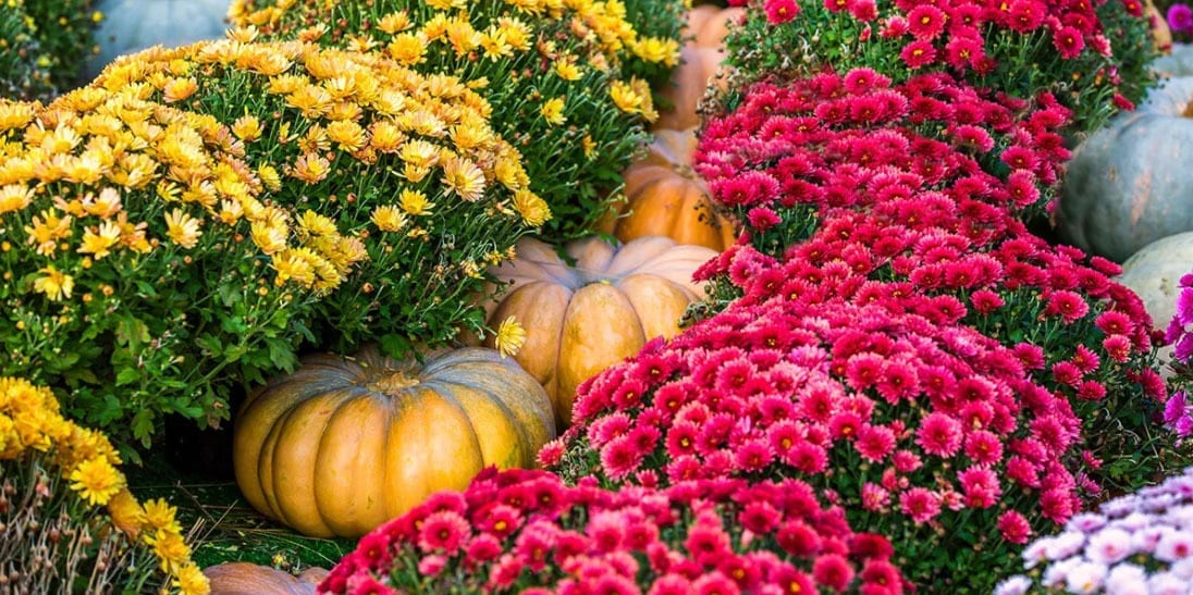 platt-hill-nursery-planting-chrysanthemums-and-pumpkins