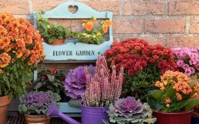 Mum-a Mia! Planting and Caring for Chrysanthemums