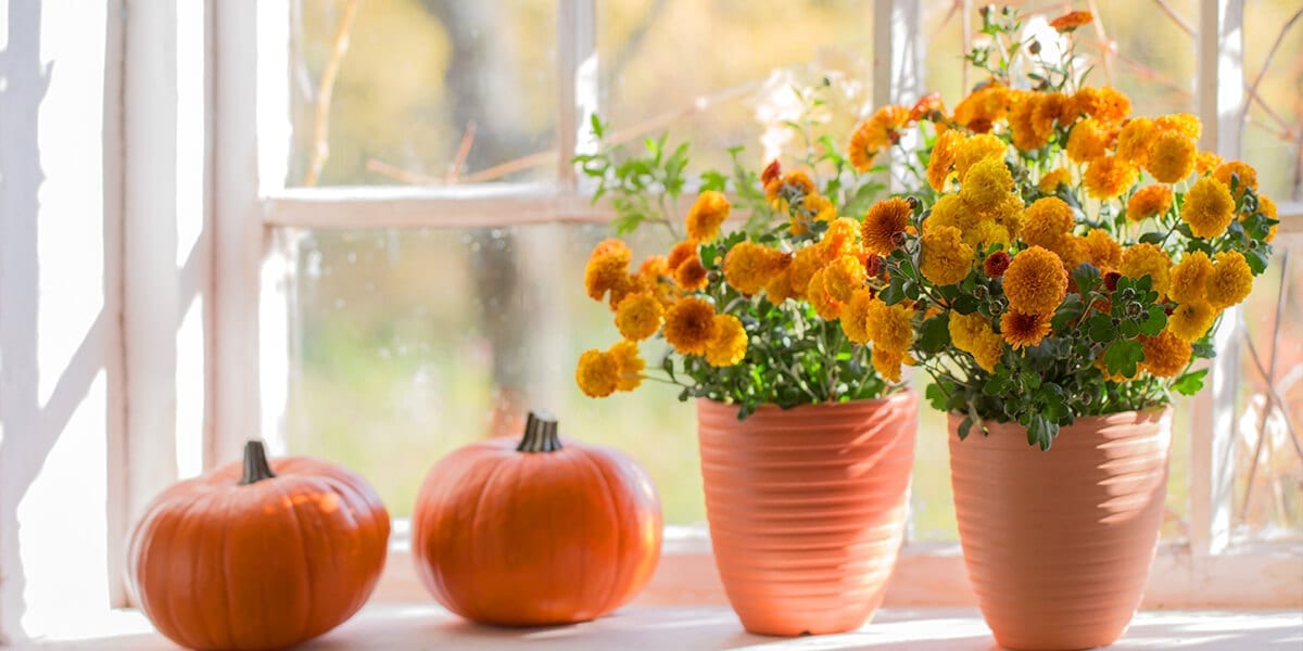 platt-hill-nursery-planting-chrysanthemums-pumpkins-windowsill