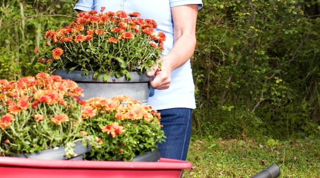 Fall Container Gardening in Zone 5: A Northern Illinois Guide