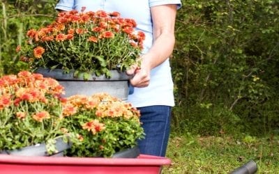 Fall Container Gardening in Zone 5: A Northern Illinois Guide