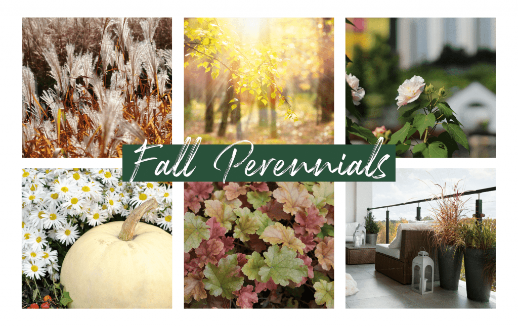 Collage image of Fall Plants - Perennials