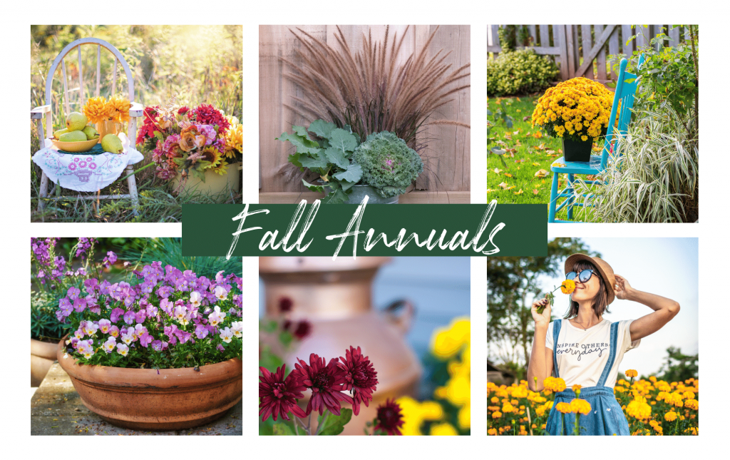 Collage image of Fall Plants - Annuals