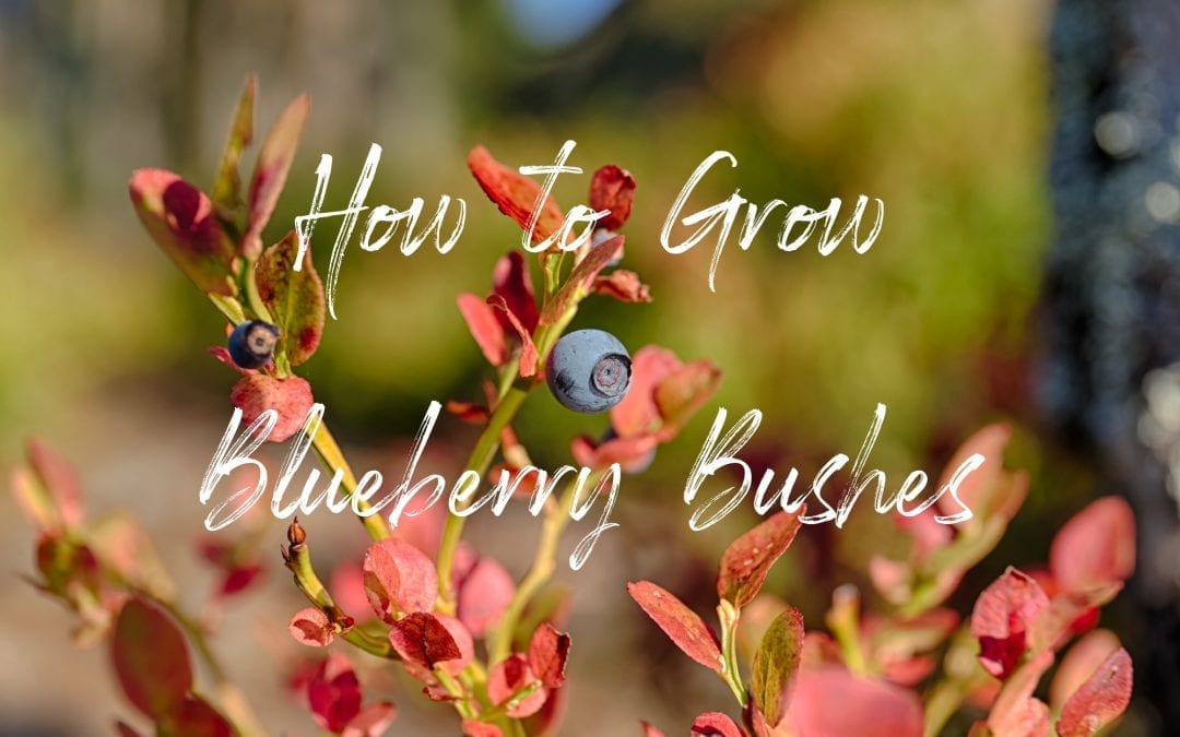 Blueberry Bushes Blog Header Image