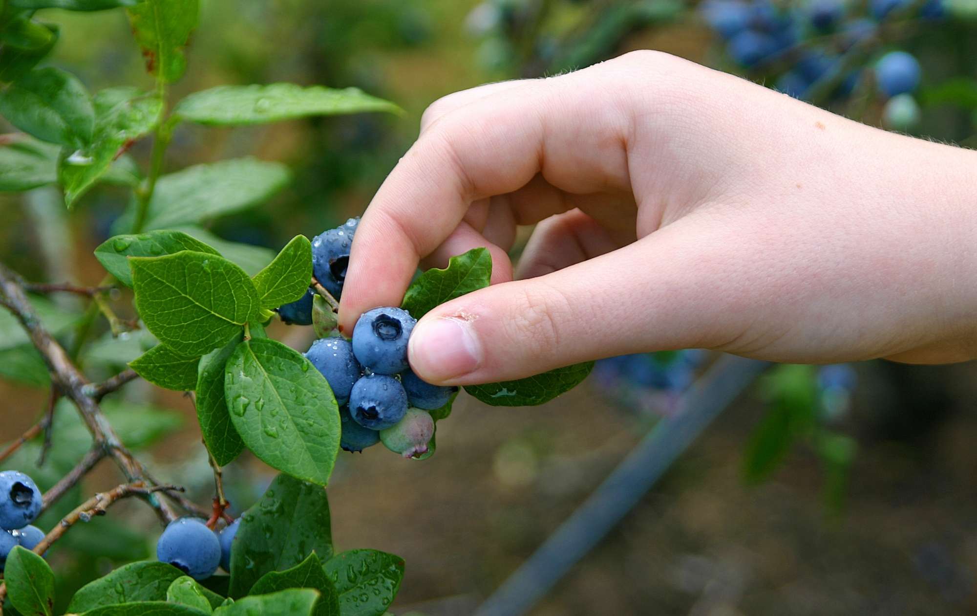 Photo of person harvesting blueberries