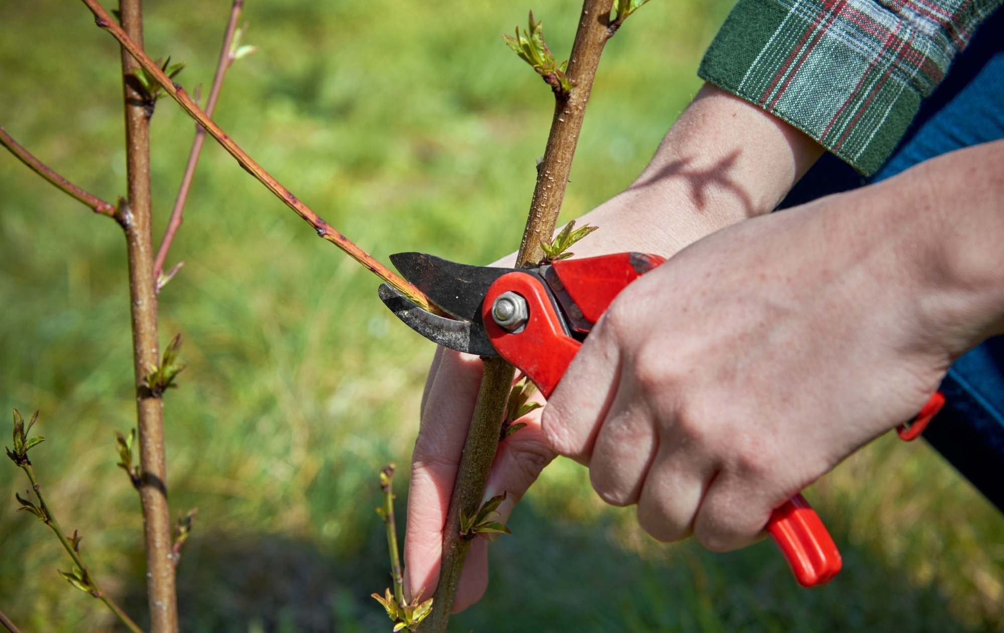 Person pruning blueberry bushes