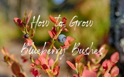 How to Grow Blueberry Bushes