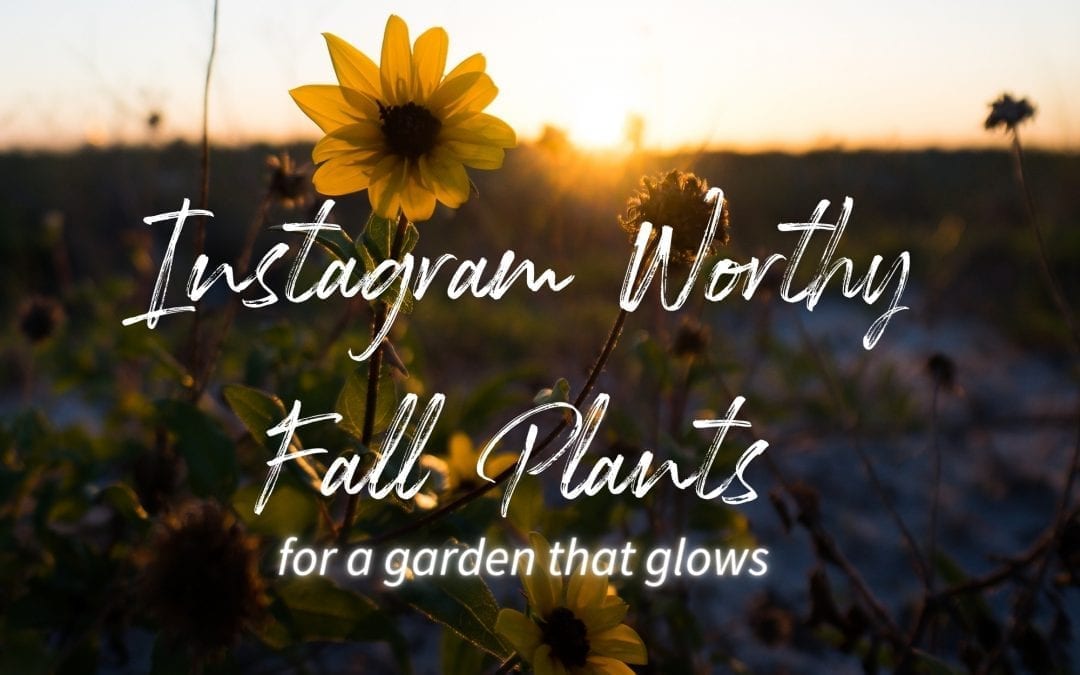Instagram Worthy Fall Plants