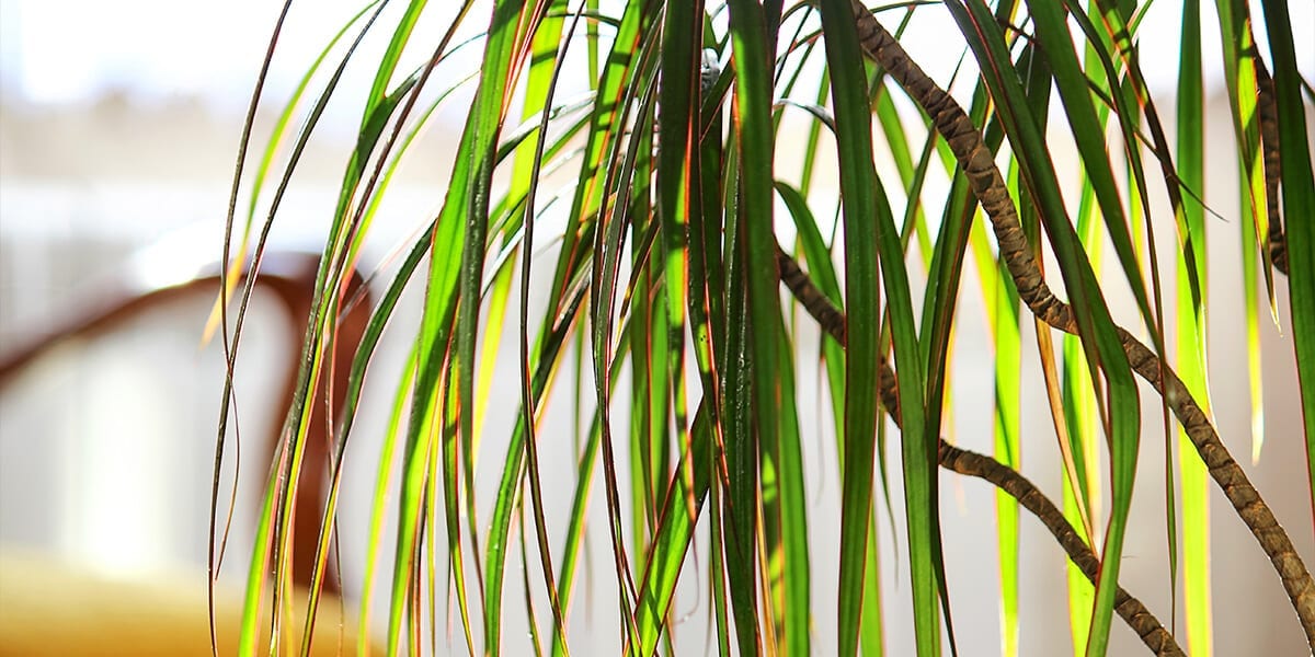 air-purifying-plants-dracaena-marginata-leaves