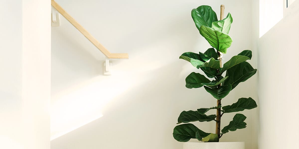 air-purifying-plants-fiddle-leaf-fig