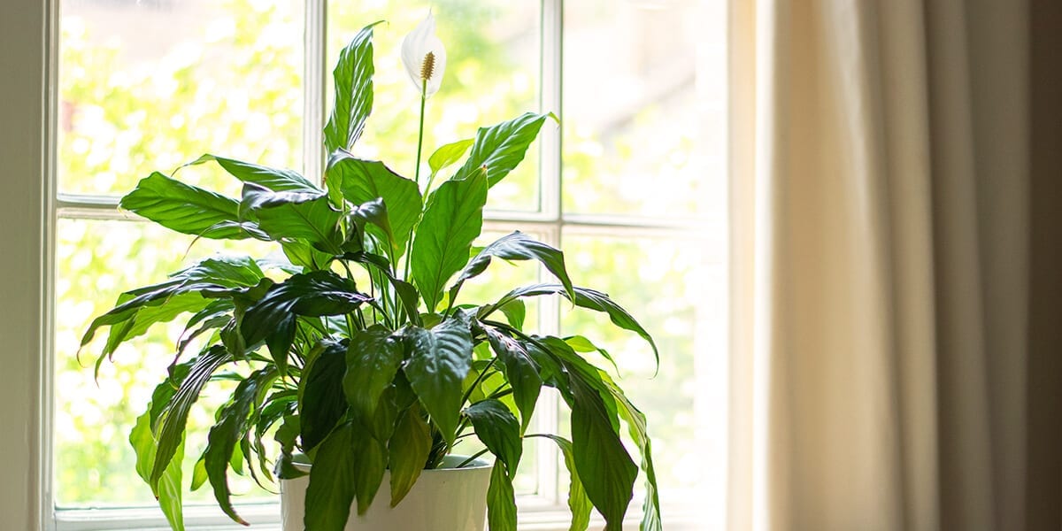 air-purifying-plants-peace-lily