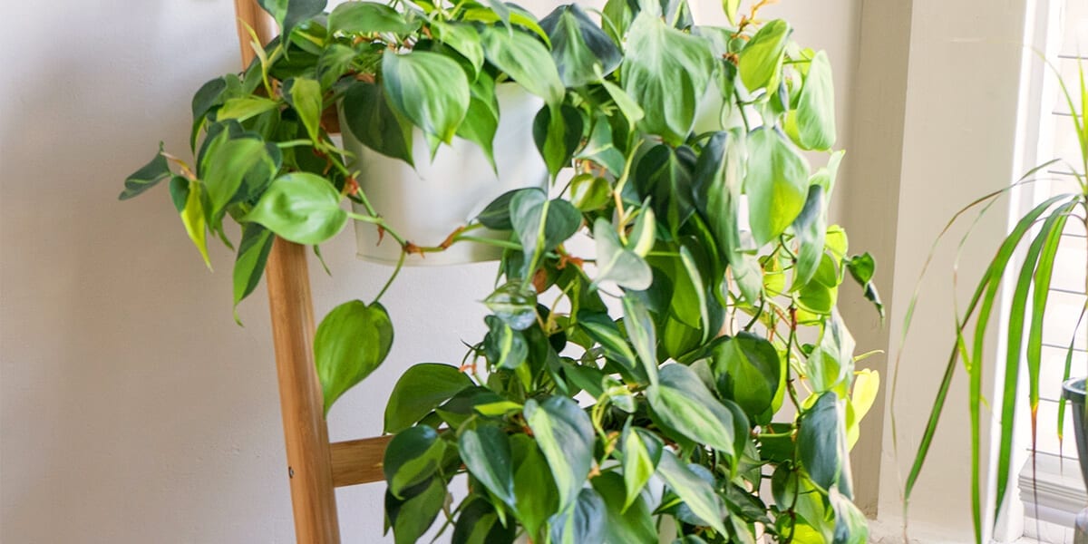 air-purifying-plants-philodendron-climbing-on-ladder