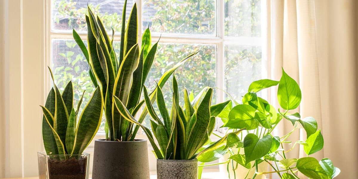 air-purifying-plants-snake-plants-pothos-on-windowsill