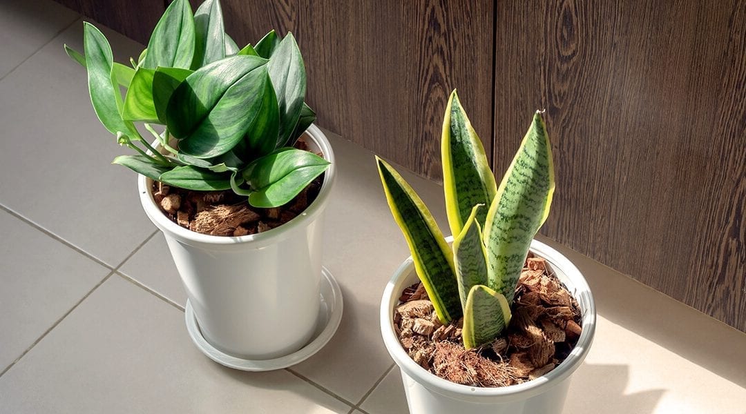 Breathe Easier with Air-Purifying Houseplants