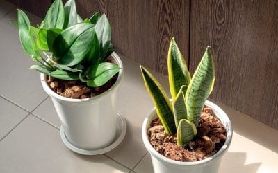 Breathe Easier with Air-Purifying Houseplants