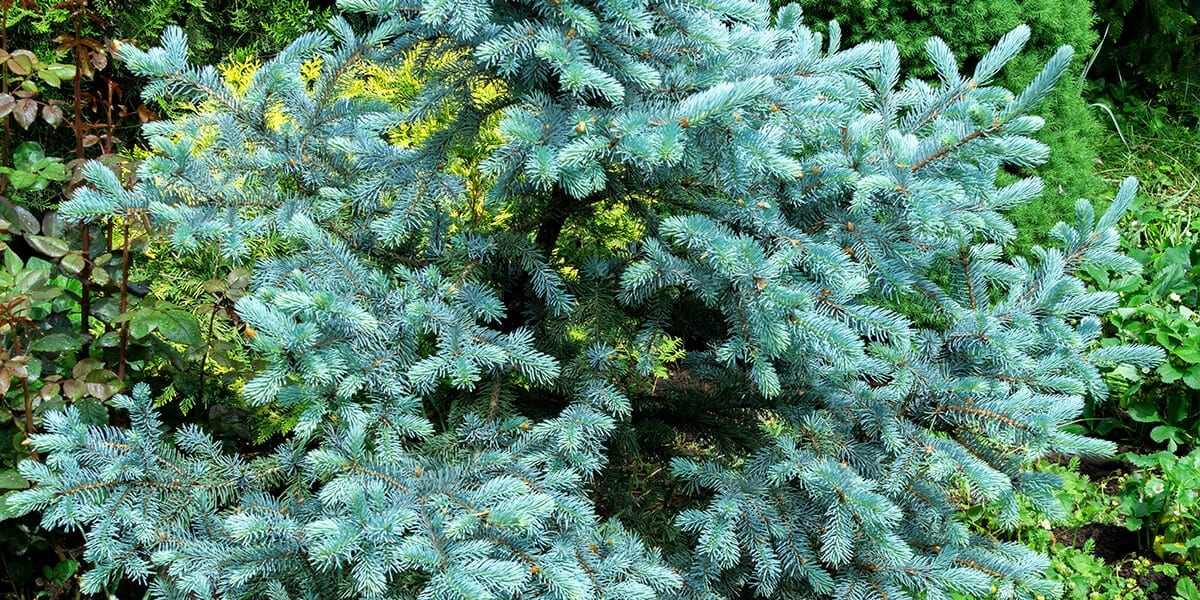 platt-hill-plant-more-evergreens-arctos-spruce