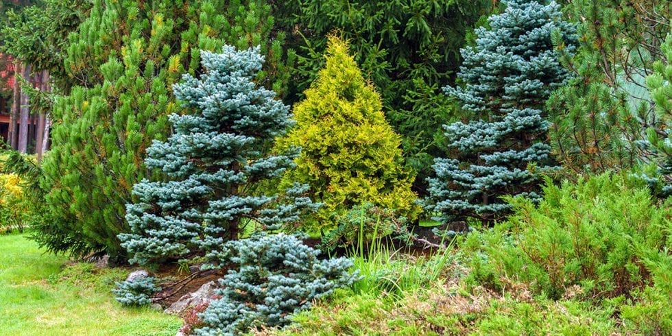 5 Reasons to Plant More Evergreens | Platt Hill Nursery | Blog & Advice