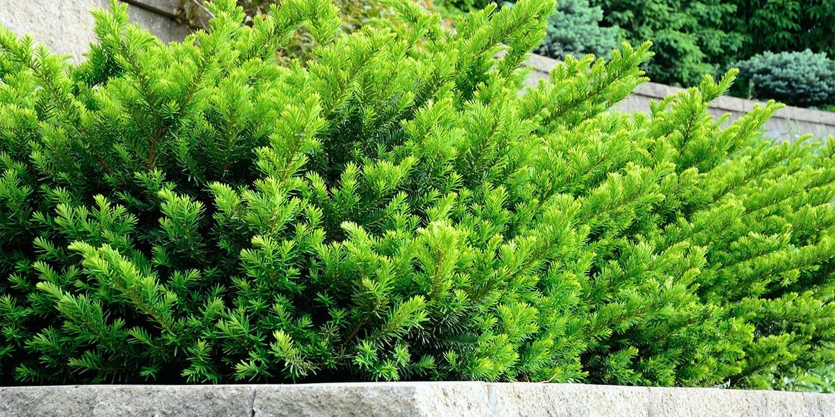 platt-hill-plant-more-evergreens-emerald-spreader-yew