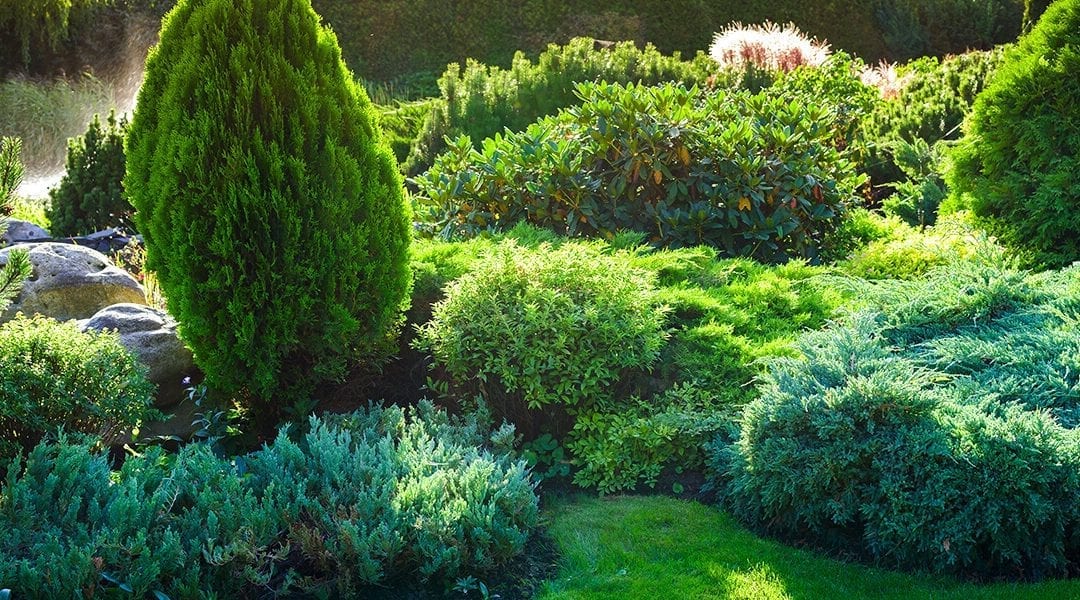 5 Reasons to Plant More Evergreens