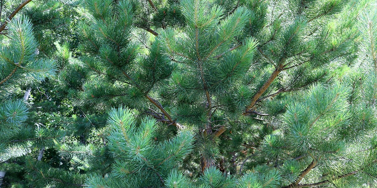 platt-hill-plant-more-evergreens-vanderwolf-pine
