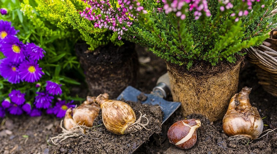 Now is the Time to Plant Spring-Flowering Bulbs!