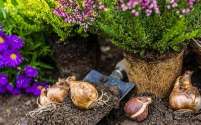 Now is the Time to Plant Spring-Flowering Bulbs!