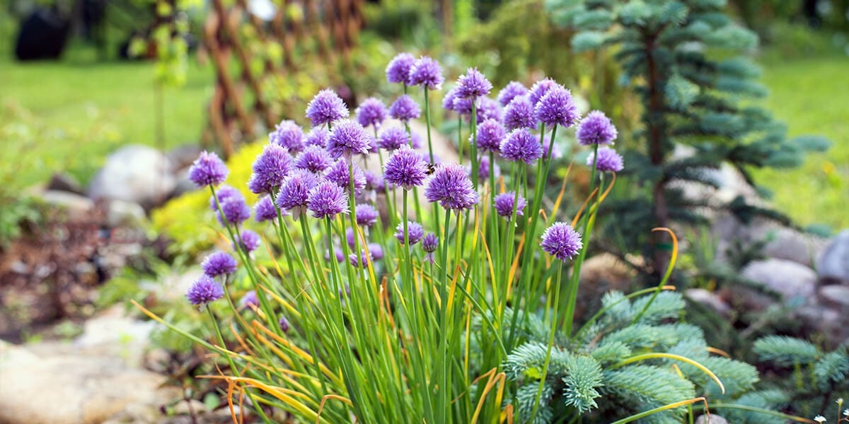 platt-hill-plant-spring-flowering-bulbs-purple-alliums