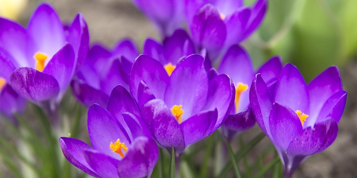 platt-hill-plant-spring-flowering-bulbs-purple-crocuses