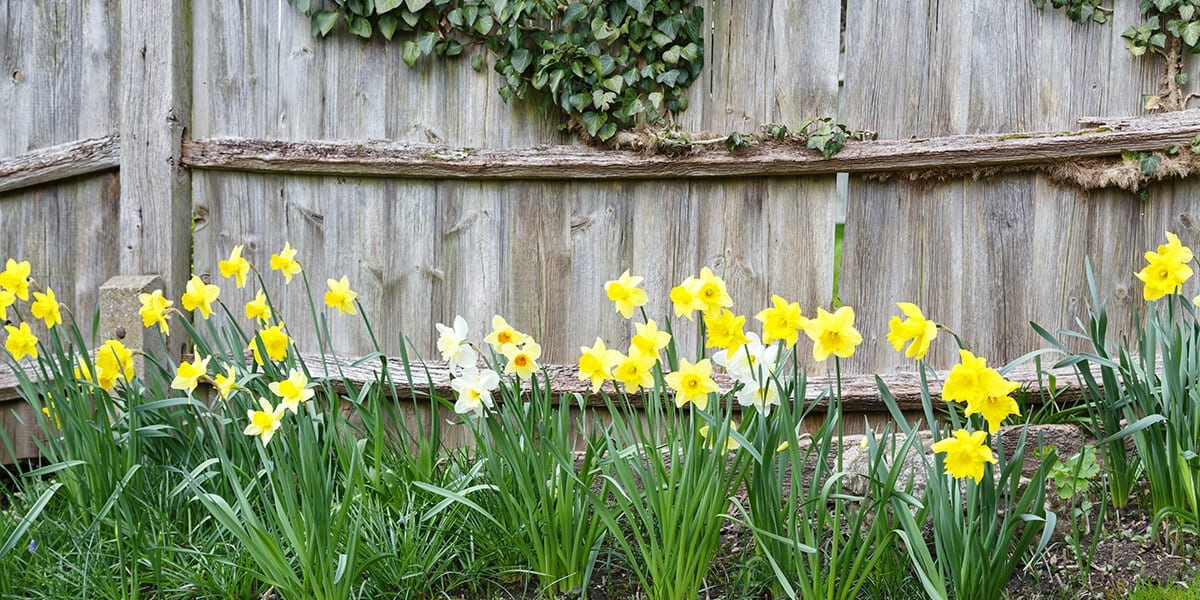 platt-hill-plant-spring-flowering-bulbs-yellow-and-white-daffodils