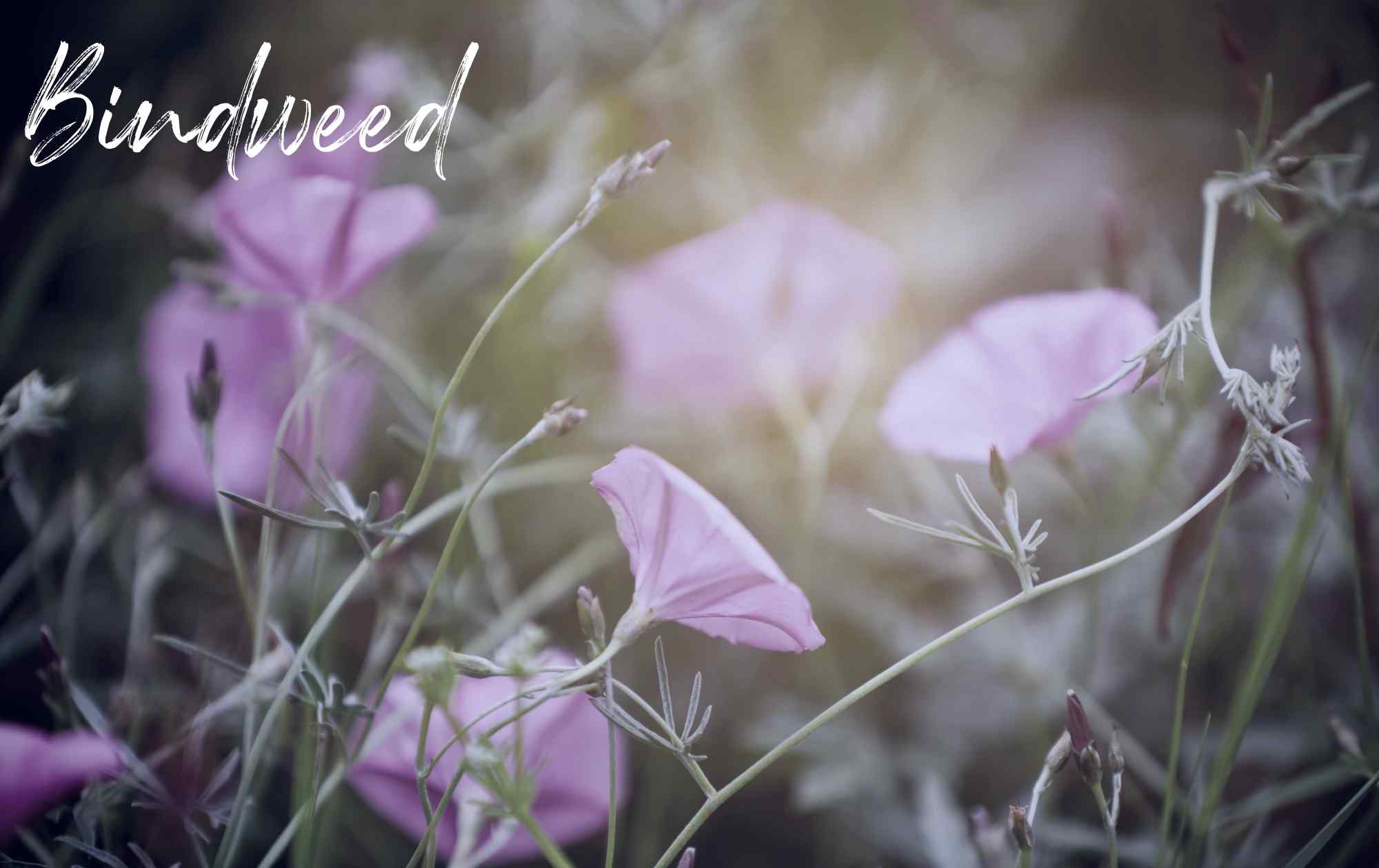 Bindweed landscape weed image