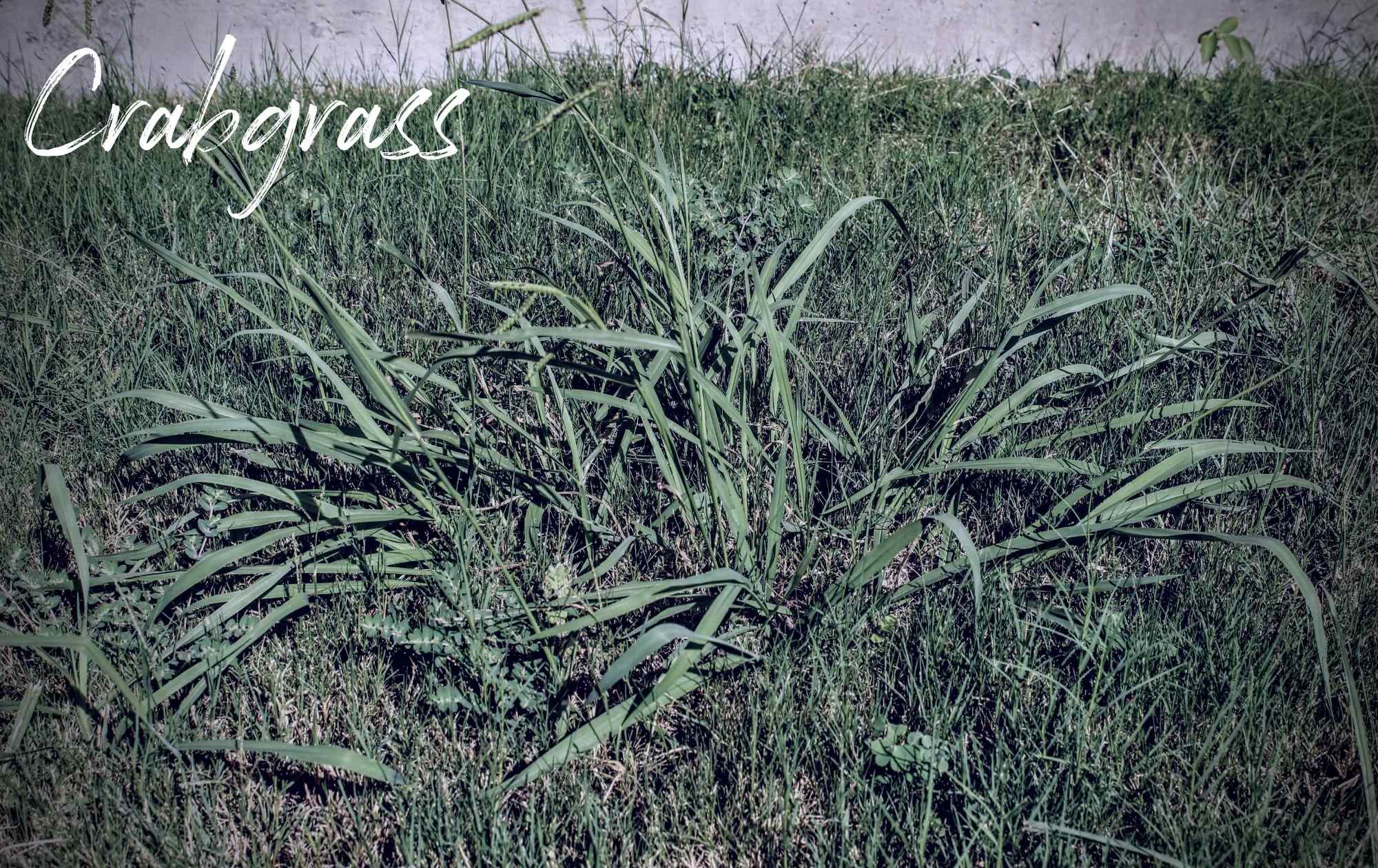 Crabgrass Haunting Landscape Weed Image