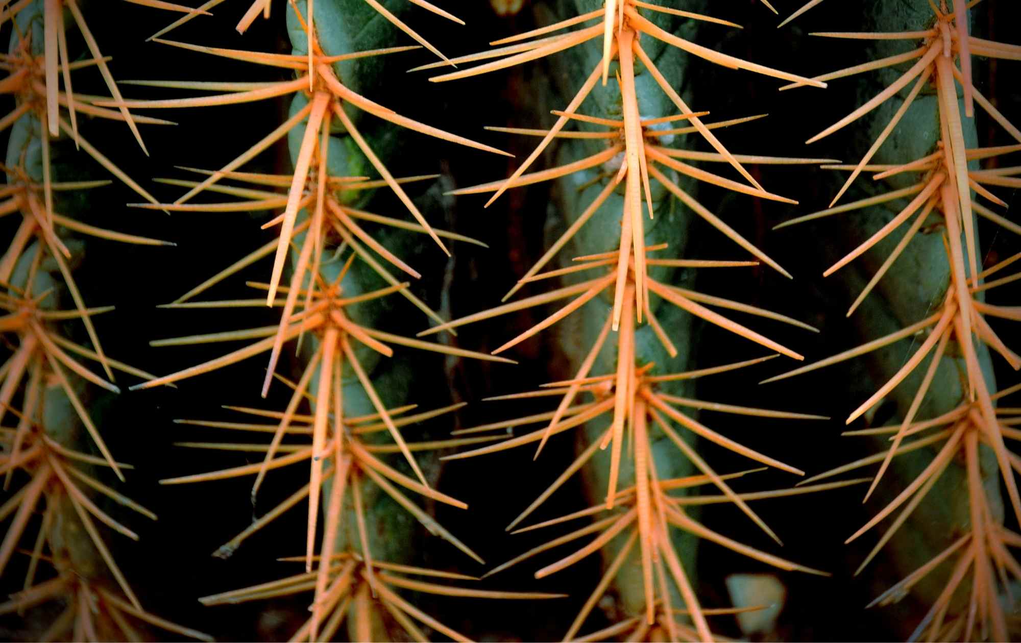 Barrel Cactus Spines - Prickly Halloween Garden