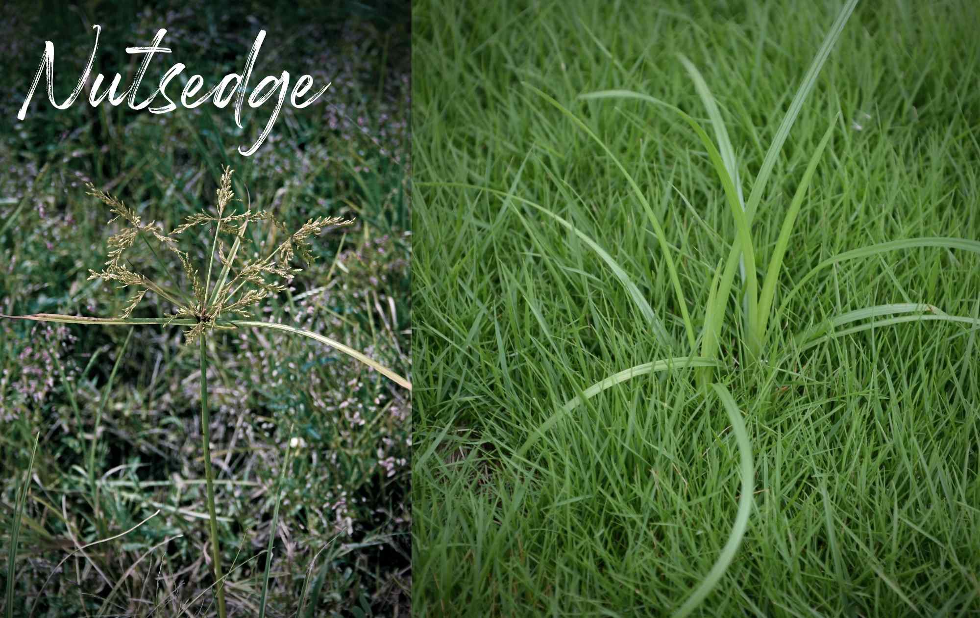 Nutsedge weed image