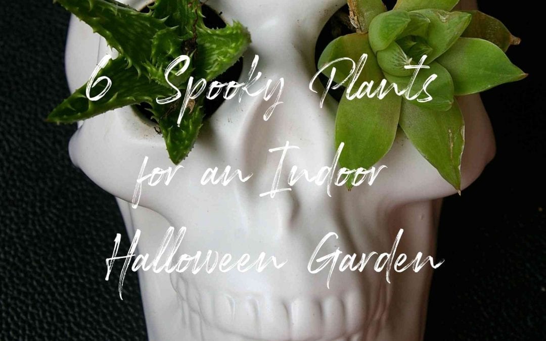 Spooky Halloween Garden Plants Blog Image