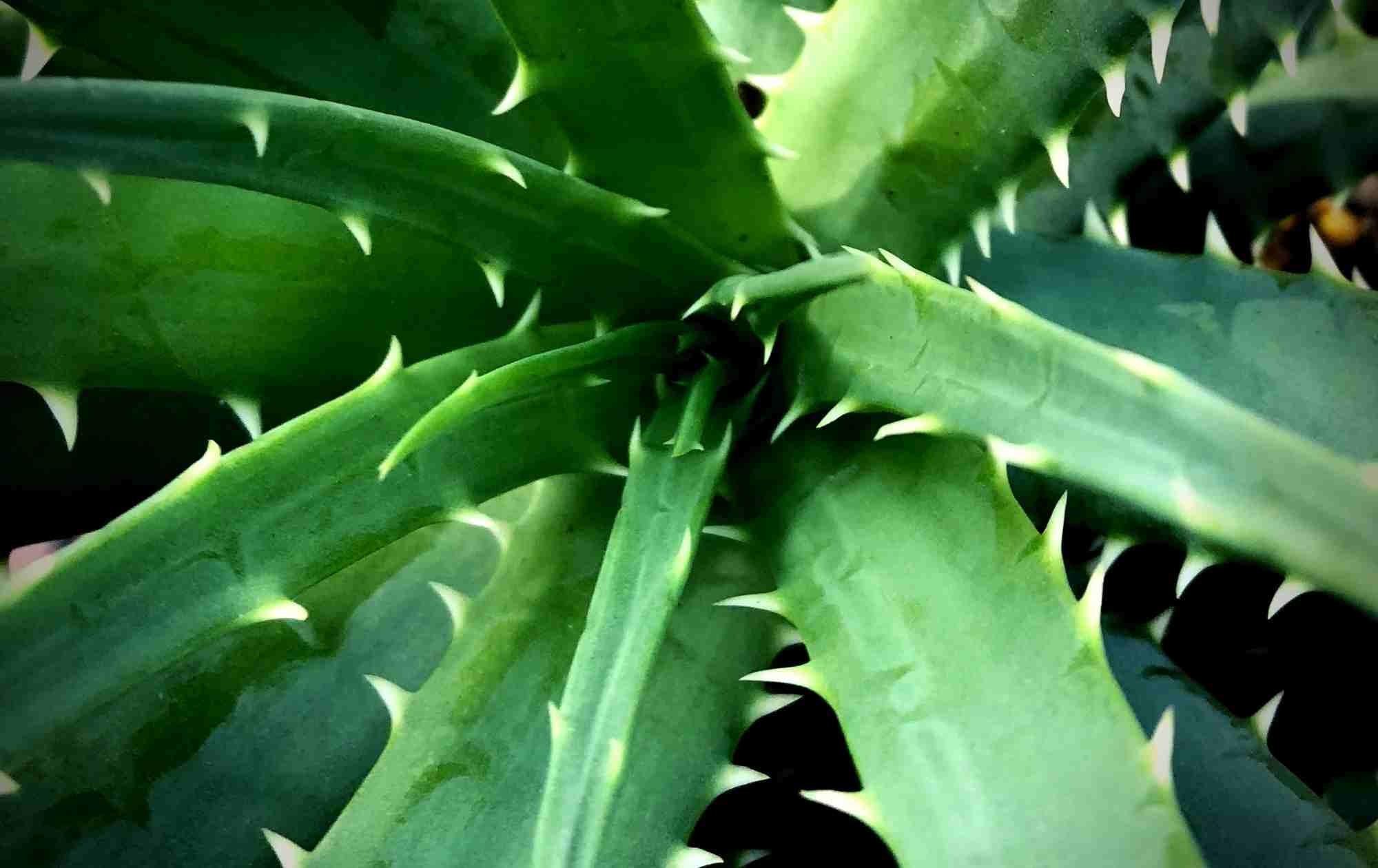 Image of Hedgehog Aloe Plant Close-up