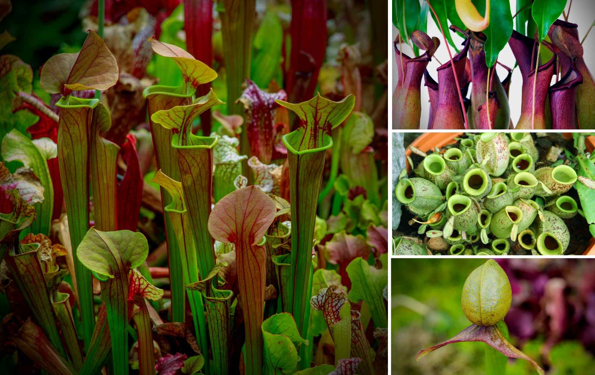 Pitcher Plant Collage Carnivorous Plants
