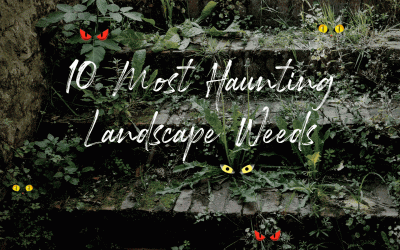 10 Most Haunting Landscape Weeds in Chicago