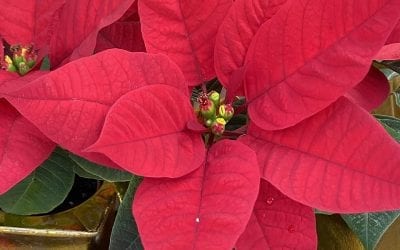 How-to Care for Your Poinsettia